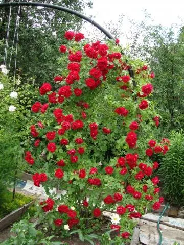 Climbing rose Santana: planting and care