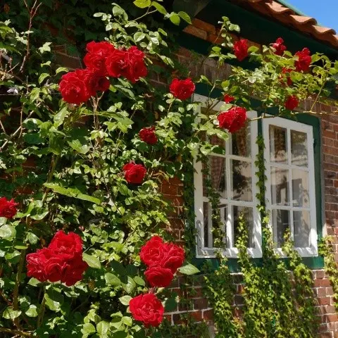 Climbing rose Santana: planting and care