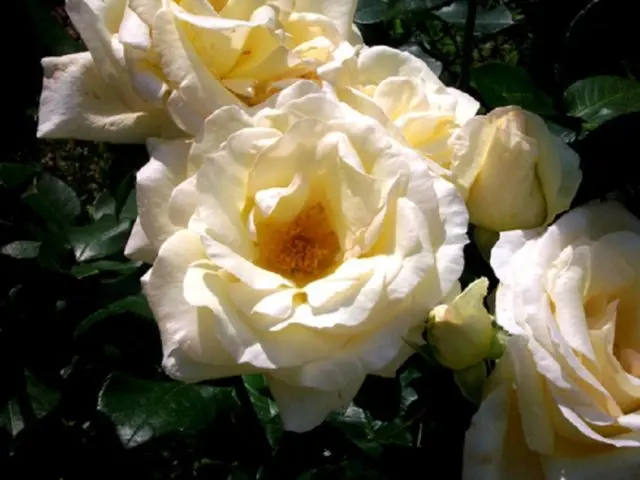 Climbing rose Schneewalzer (Schneewalzer): photo and description, reviews