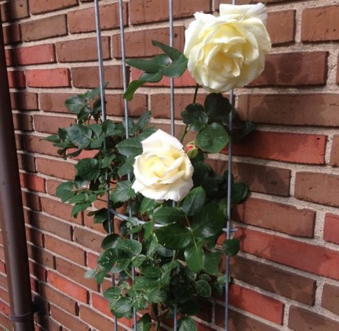 Climbing rose Schneewalzer (Schneewalzer): photo and description, reviews