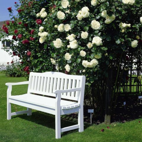 Climbing rose Schneewalzer (Schneewalzer): photo and description, reviews