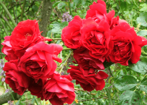 Climbing rose Sympathy: planting and care 