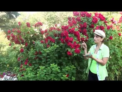 Climbing rose Sympathy: planting and care 