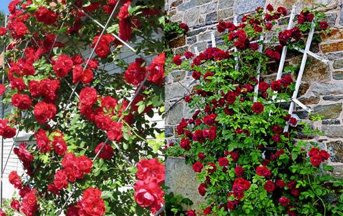 Climbing rose Sympathy: planting and care 