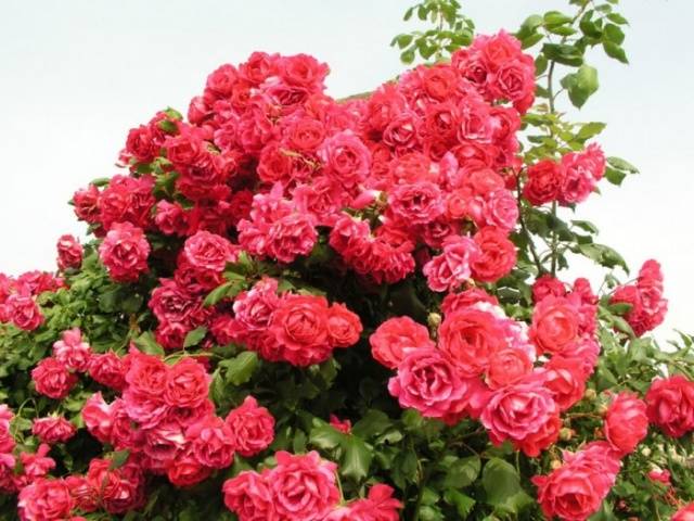 Climbing rose Sympathy: planting and care 