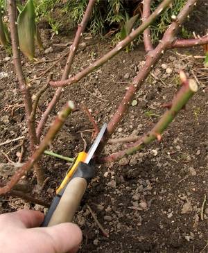 Climbing rose Sympathy: planting and care 