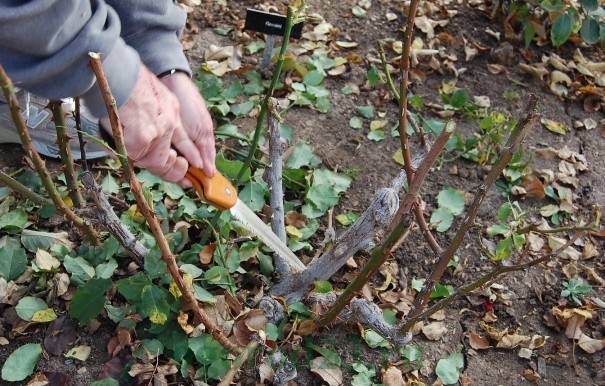 Climbing rose Sympathy: planting and care 