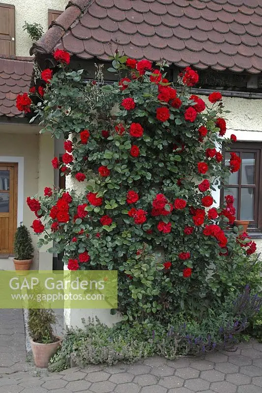 Climbing rose Sympathy: planting and care 