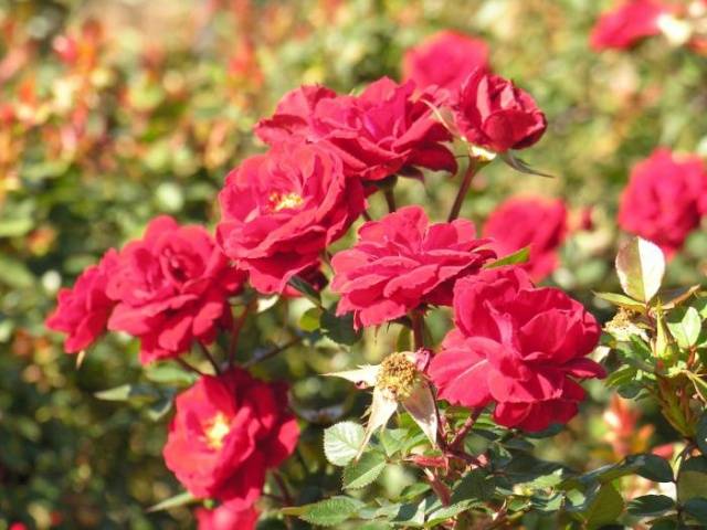 Climbing rose transplant in autumn