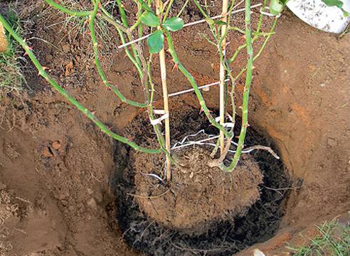 Climbing rose transplant in autumn