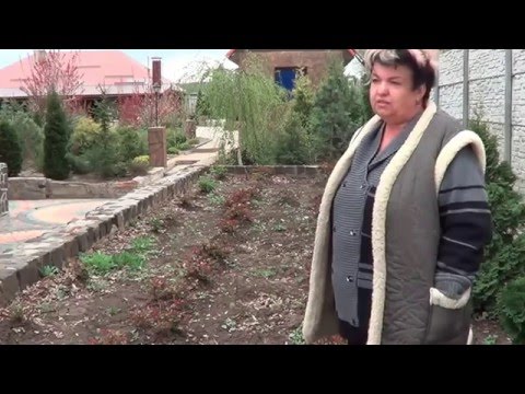 Climbing rose transplant in autumn