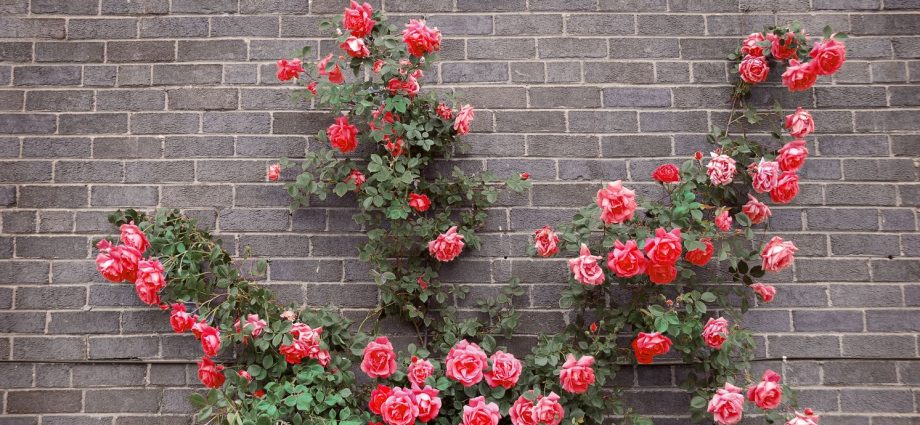 Climbing rose transplant in autumn