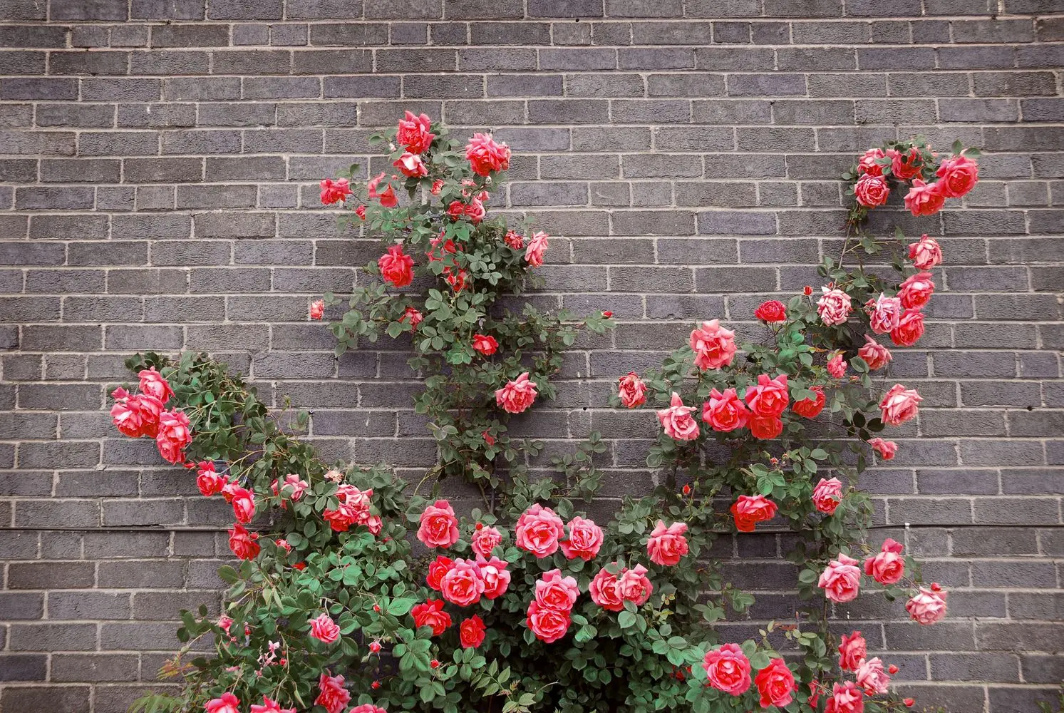 Climbing rose transplant in autumn