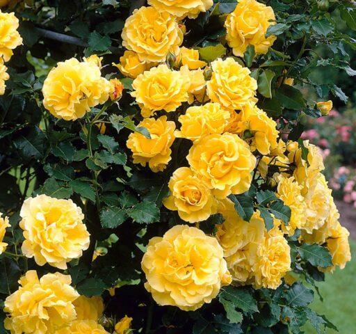 Climbing rose variety Golden Perfume (Golden Perfume): planting and care