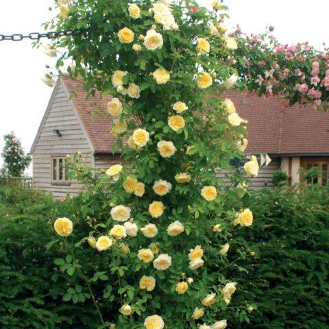 Climbing rose variety Golden Perfume (Golden Perfume): planting and care