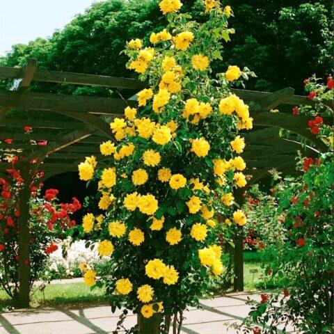 Climbing rose variety Golden Perfume (Golden Perfume): planting and care