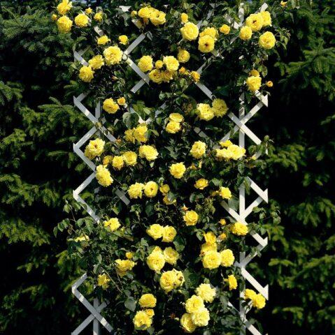 Climbing rose variety Golden Perfume (Golden Perfume): planting and care