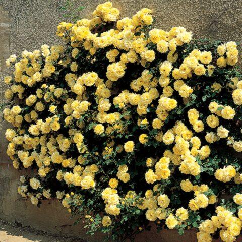 Climbing rose variety Golden Perfume (Golden Perfume): planting and care