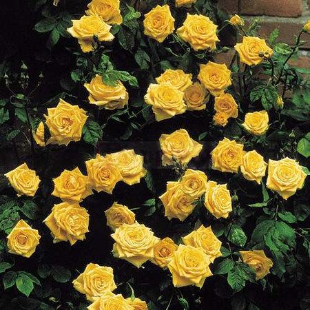 Climbing rose variety Golden Perfume (Golden Perfume): planting and care