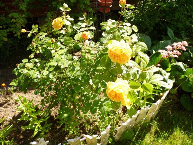 Climbing rose variety Golden Perfume (Golden Perfume): planting and care