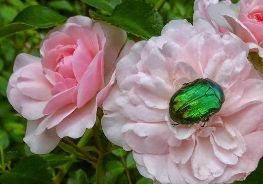 Climbing rose variety Red Lighthouse: planting and care