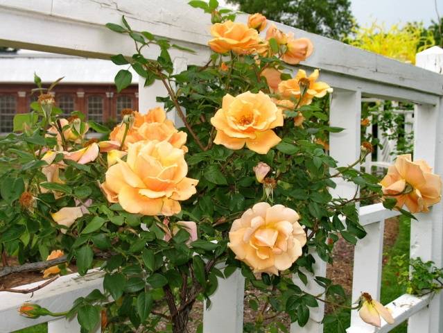 Climbing roses bloom all summer 