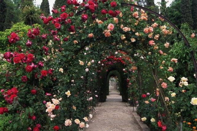 Climbing roses bloom all summer 