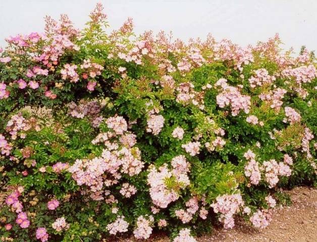 Climbing roses bloom all summer 