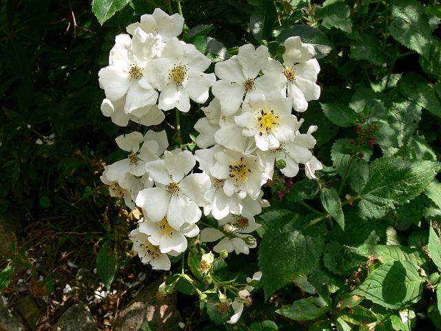 Climbing roses bloom all summer 