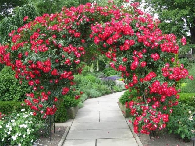 Climbing roses bloom all summer 