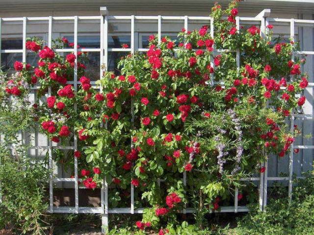 Climbing roses bloom all summer 