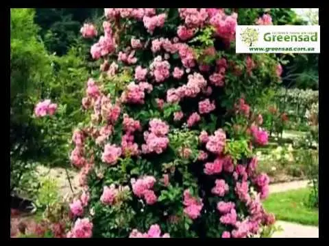 Climbing roses bloom all summer 