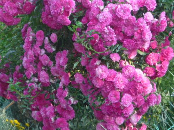 Climbing roses bloom all summer 