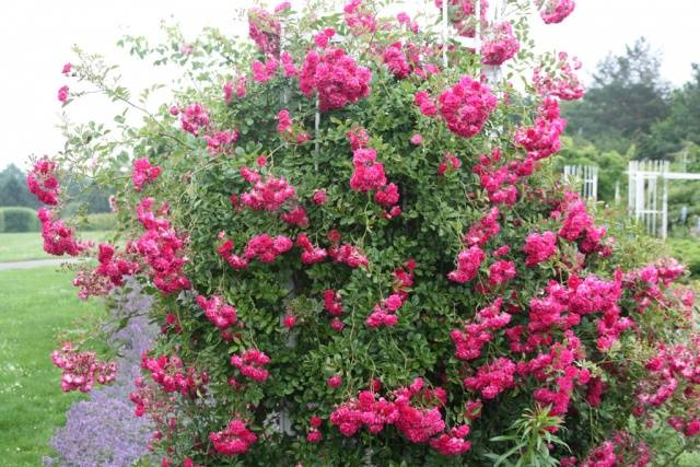 Climbing roses bloom all summer 