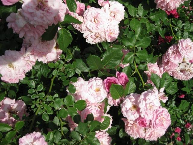 Climbing roses bloom all summer 