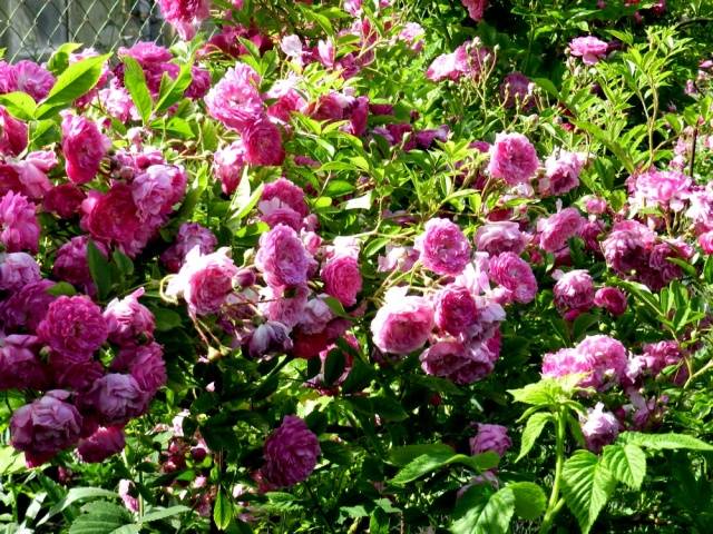 Climbing roses bloom all summer 