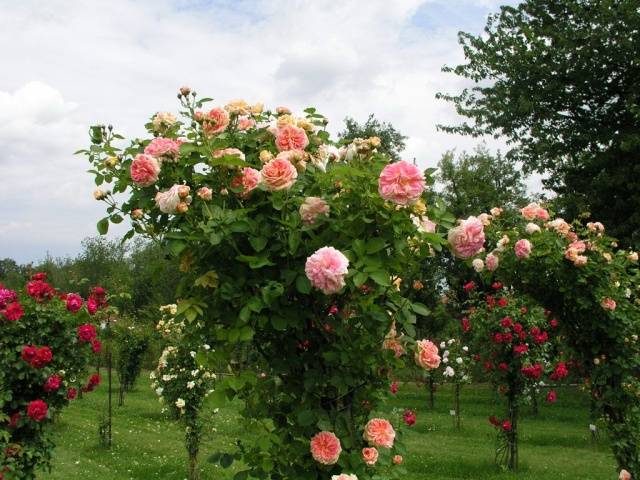 Climbing roses bloom all summer 