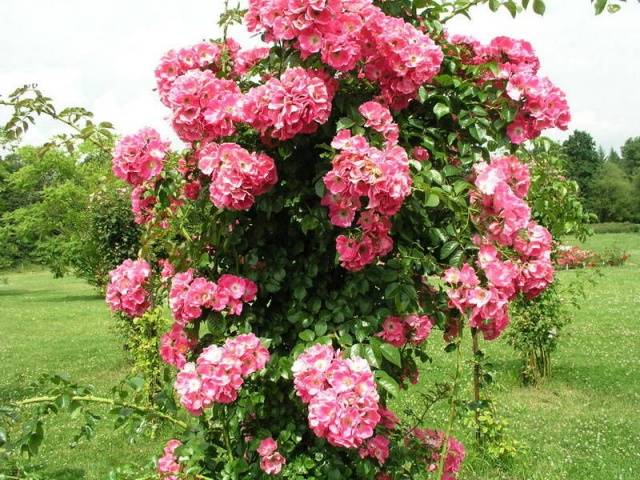 Climbing roses bloom all summer 