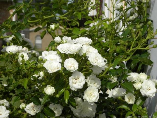 Climbing roses bloom all summer 