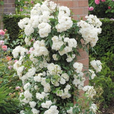 Climbing roses bloom all summer 