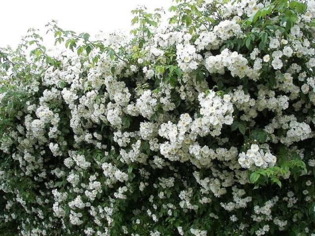 Climbing roses bloom all summer 