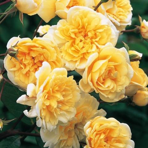 Climbing roses bloom all summer 