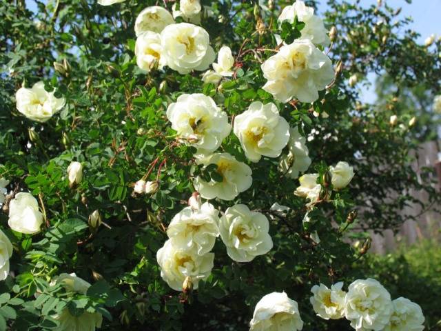 Climbing roses bloom all summer 