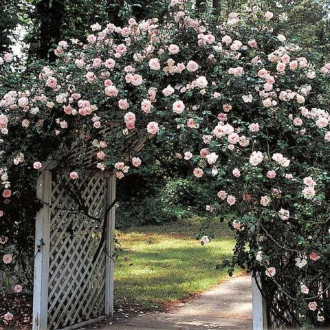 Climbing roses bloom all summer 