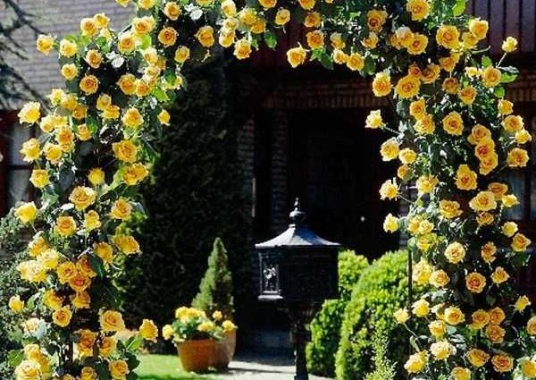 Climbing roses bloom all summer 