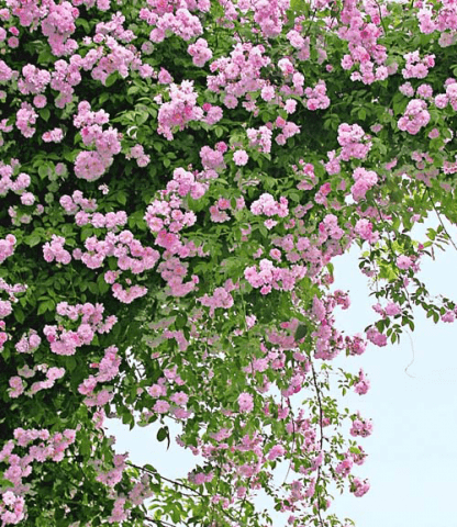 Climbing roses bloom all summer 