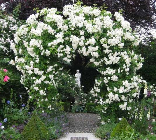 Climbing roses bloom all summer 