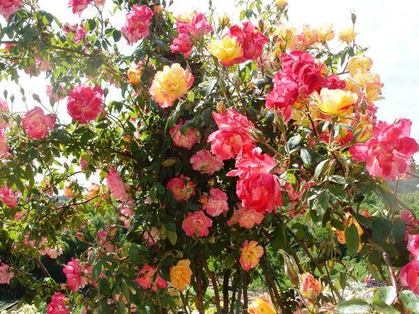 Climbing roses bloom all summer 