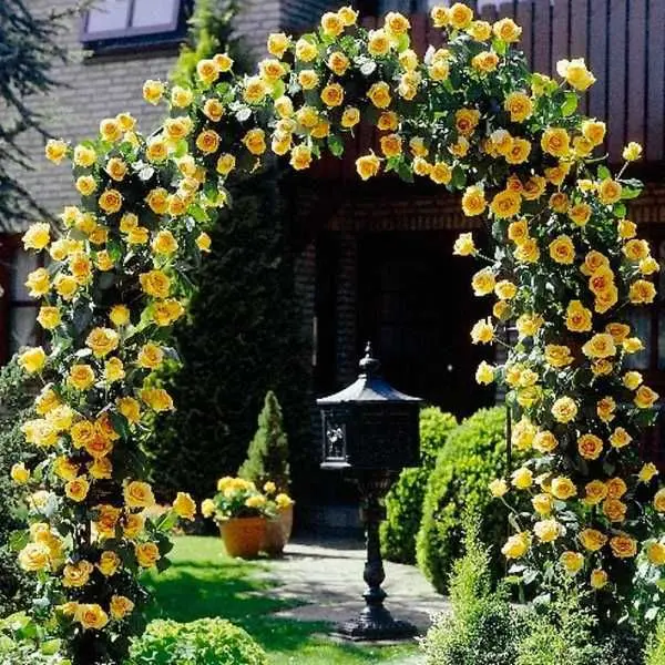 Climbing roses bloom all summer 