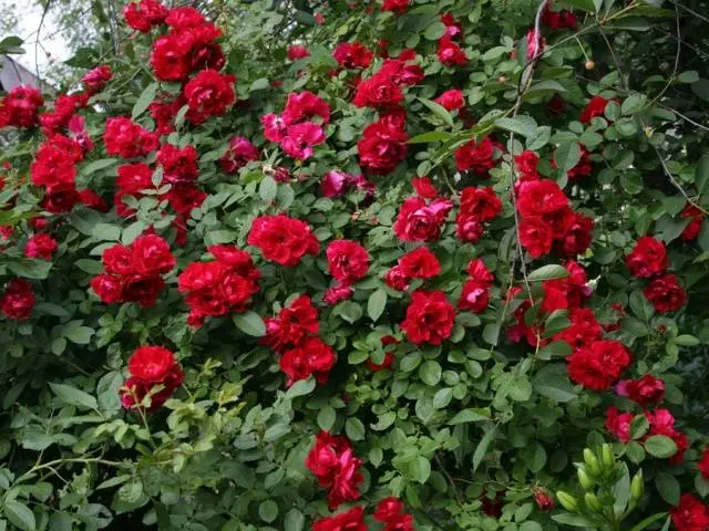 Climbing roses blooming all summer &#8211; winter-hardy varieties  